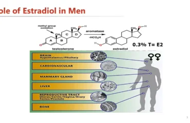 Role of estrogen in men.