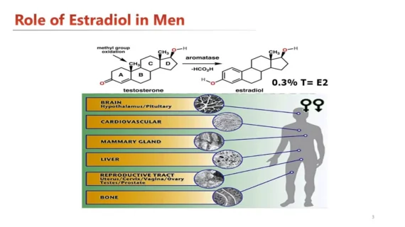 Role of estrogen in men.